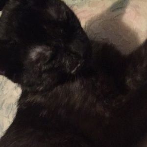 Meet your Posher, Kendall